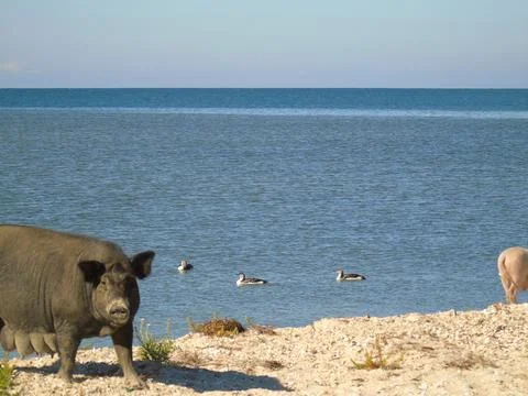 Two pigs of different sizes and colors are walking on the sea beach Stock Photos