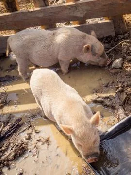 Two pigs drinking and looking for food on the ground of a farm Stock Photos