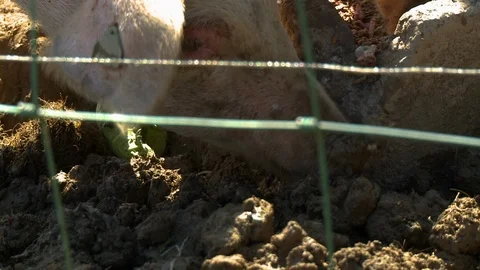 Pigs Eating Slop Stock Videos – Royalty-Free HD & 4K Videos