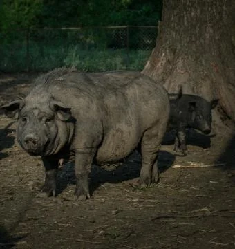 Two pigs on farm Foto stock
