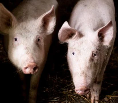 Two pigs in the farm Stock Photos