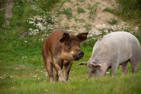 Two pigs on a field of a farm Stock Photos