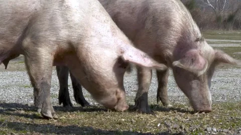Two pigs foraging in a sunny yard Vidéo 267034794