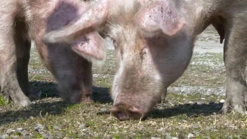 Two pigs foraging in a sunny yard Stock-Footage 267034798