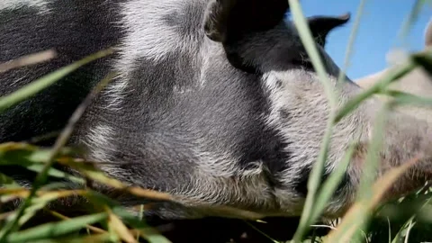 Two Pigs on Grass Stock Footage