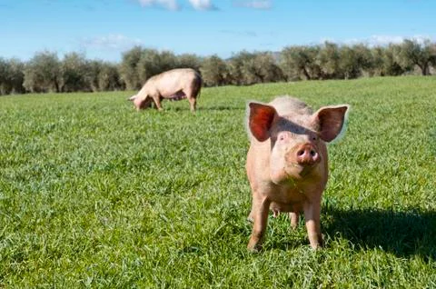 Two pigs grazing in the field. Foto stock