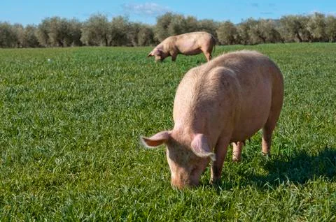 Two pigs grazing in the field Stock Photos