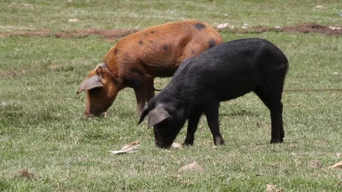 Two Pigs Grazing on a Green Grass Field on a Sunny Day Stock Footage 110345357