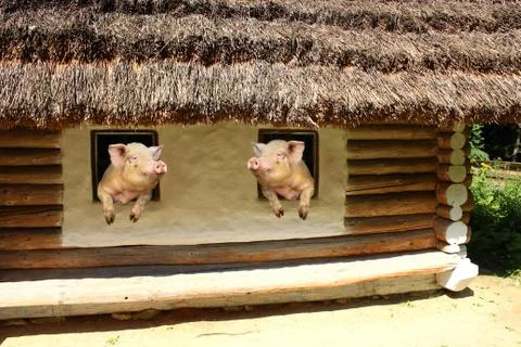 Two pigs look at each other from windows of old rural house Illustrazione stock