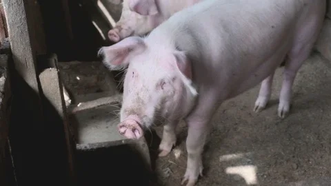 Two pigs look with interest at the camera Stock Footage 94250125