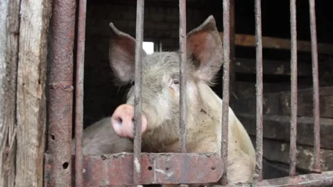 Two pigs looked through the bars from the barn Stock Footage 135298897