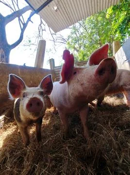 Two Pigs Looking At The Camera Stock Photos