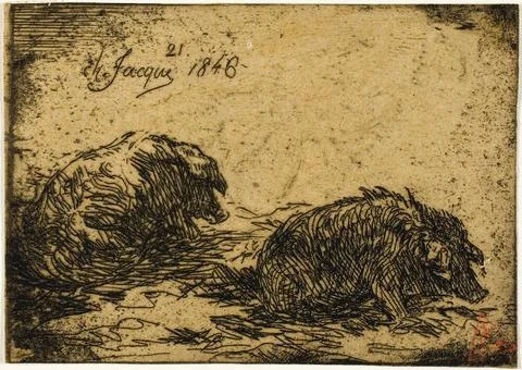 Two Pigs Lying Down 1846 France. Etching on buff chine . Charles Emile Jac... Stock Photos