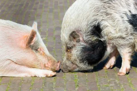 Two pigs making contact Stock Photos