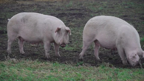 Two pigs on a meadow Stock Footage 98509651