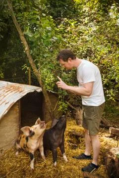 Two pigs outside a pigsty, man standing with a raised finger, training them to Stock Photos