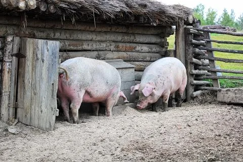 Two pigs outside a rustic barn rooting on the ground Stock Photos