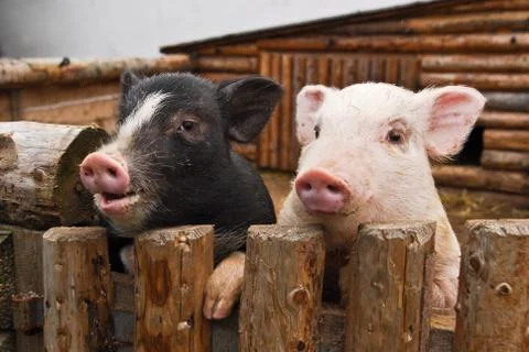Two pigs Stock Photos