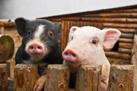 Two pigs Stock Photos