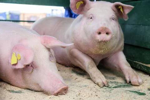 Two pigs rest in a stall before dinner in the spring. Stock Photos