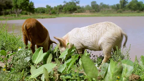 Two pigs on the river Stock Footage 137527435