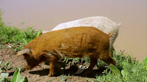 Two pigs on the river Stock Footage 137527551