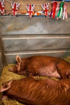 Two pigs sleeping Stock Photos