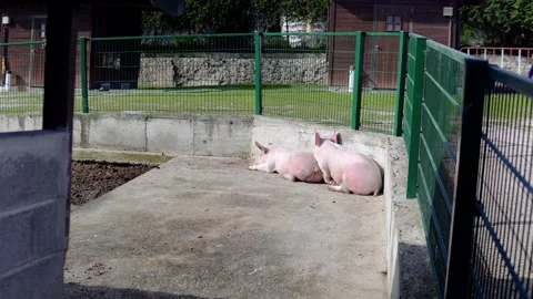 Two Pigs Sleeping togheter Stock Footage 171535179