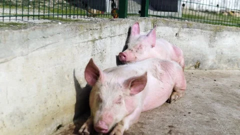 Two Pigs Sleeping togheter Stock Footage 171535196