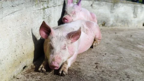 Two Pigs Sleeping togheter Stock Footage 171535205