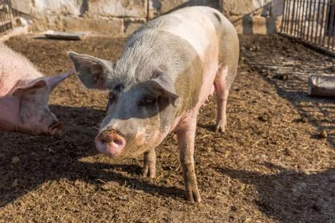 Two pigs walking in a pigsty. Livestock farm. Stock Photos