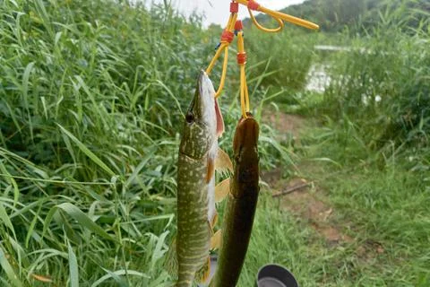 Two pikes on a fish string. Foto stock