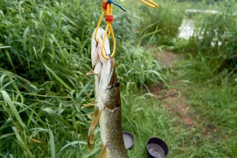 Two pikes on a fish string. Stock-Fotos