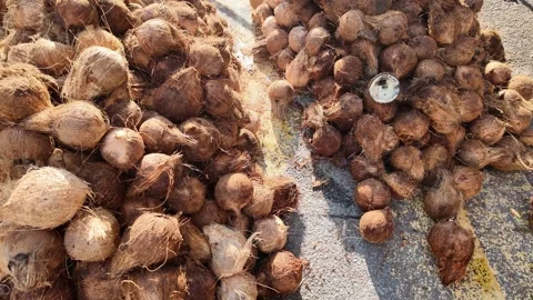 Two piles of coconuts are on the ground Vidéo 325789010