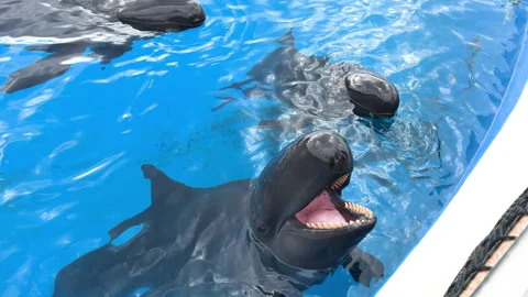 Two pilot whales are visible above water in an aquarium, one with its mouth open Stock Footage 256019336