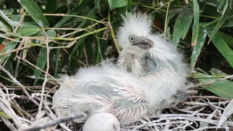 Two pin feathered cattle egret chicks in nest at green bamboo trees. 4K Stockbeeldmateriaal 191091925