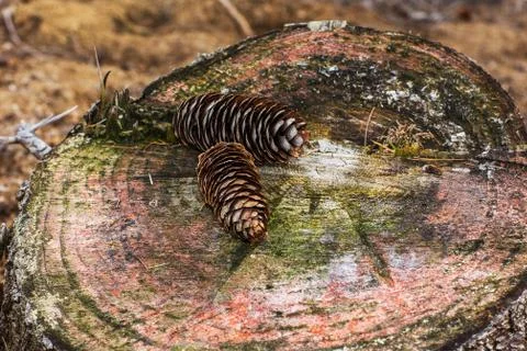 Two pine cone on a cracked tree stump Stock Photos