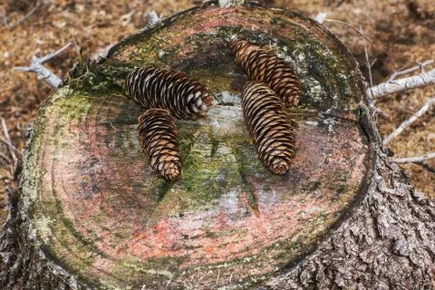Two pine cone on a cracked tree stump Stock Photos