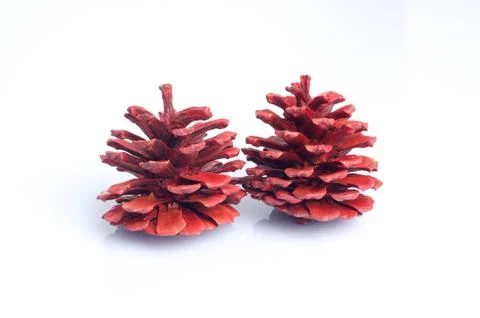 Two pine cone Stock Photos