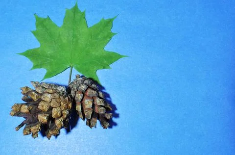 Two pine cones and a green maple leaf. Stock Photos