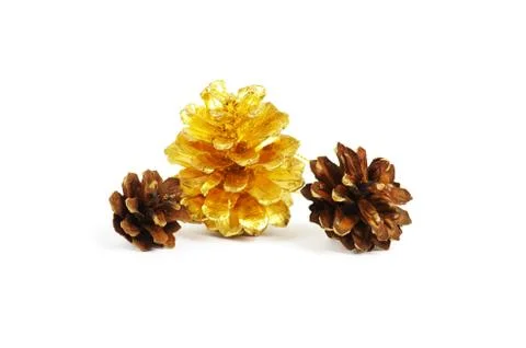 Two pine cones and one golden cone over white background with sh Stock Photos