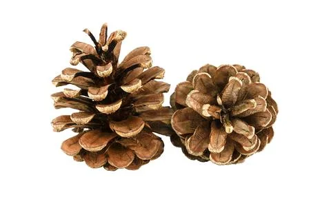 Two pine cones and white background Stock Photos