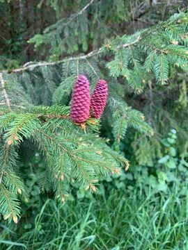 Two pine cones are suspended from a tree branch, showcasing their unique text Stock Photos