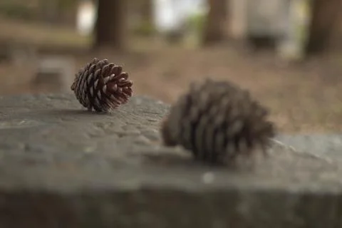 Two pine cones with bokeh Stock Photos