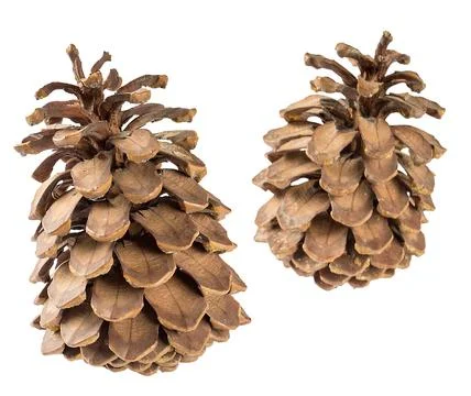 Two pine cones close up, isolate on white background Stock Photos