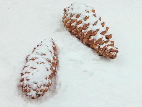 Two pine cones covered with snow on white winter background Stock Photos