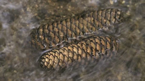 Two Pine Cones Floating Calmly in a River Stock Footage 283917016