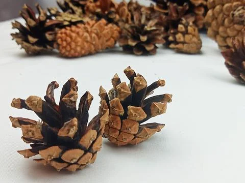Two Pine Cones in Focus with Blurred Background on White Surface Natural Still L Stock Photos