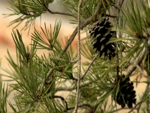 Two Pine Cones Vídeos de archivo 309950