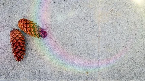 Two pine cones on gray background, rainbow light. Foto stock